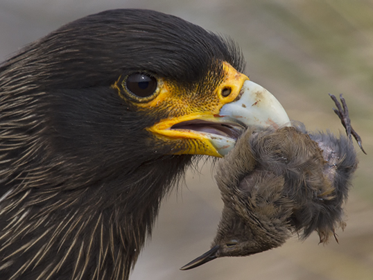 Caracara with tussac bird