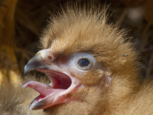 Caracara's chick