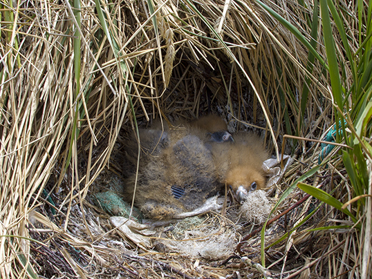 Caracara's nest on the ground