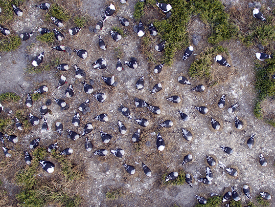 Kelp gull colony form the drone