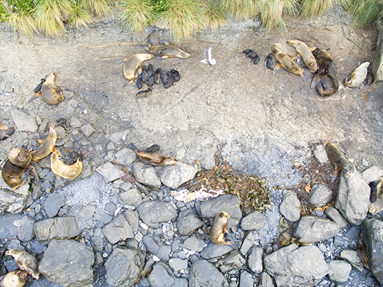Drone piccture of the sea lion breeding colony
