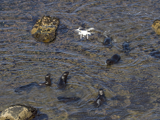 Drone over southern sea lion pups