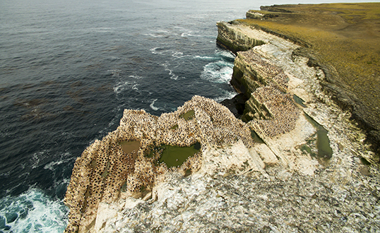 Cormorant colony