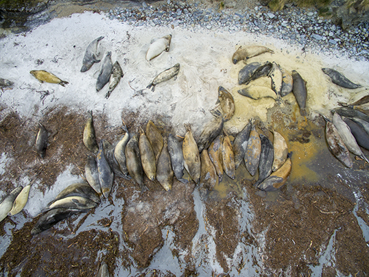 A group of moulting elephant seals from the drone