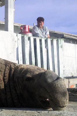 A friendly elephant seal in the fishing village