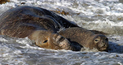 Elephant seals mating in shallow water