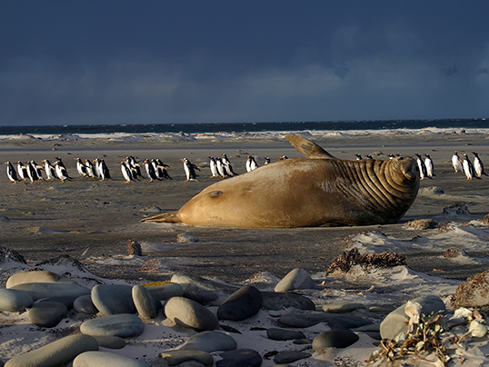 Elephant seal with gentoo penguins