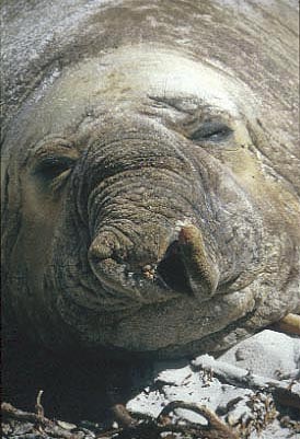 Picture of Fat face