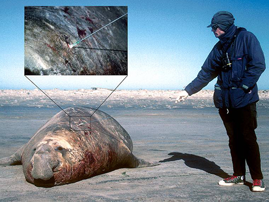 Sampling of blood from elephant seal male