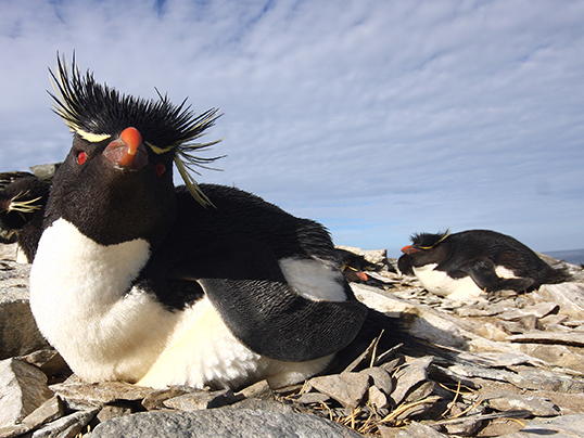 Rockhopper penguin