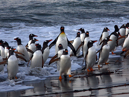 King penguin