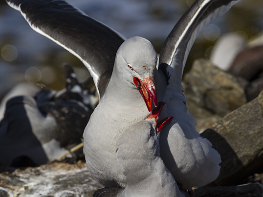 Dolphin gull