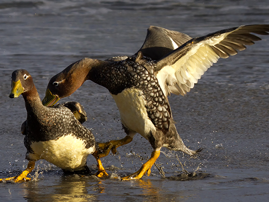 Steamer duck