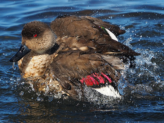 Patagonian crested duck