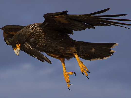 Striated caracara