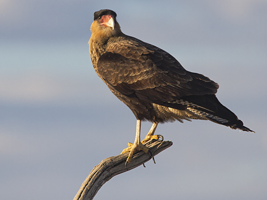 Creasted caracara