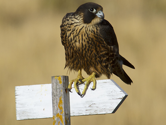 Peregrine falcon