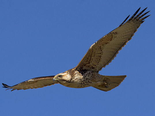 Red-backed buzzard