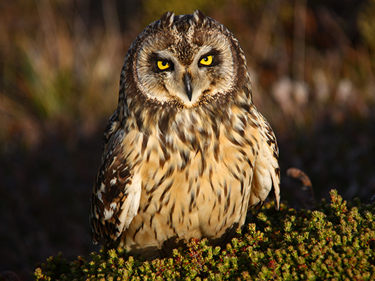 Short-eared owl