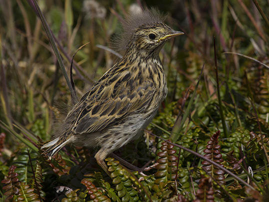 Falkland pipit