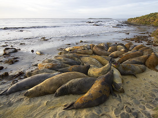 Moulting elephant seals