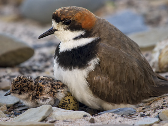 Two-banded plover