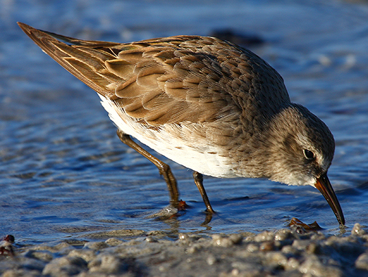 White-rumped sandpiper