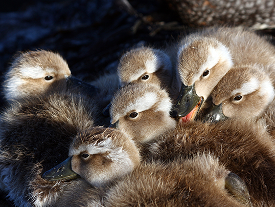 Streamer ducks