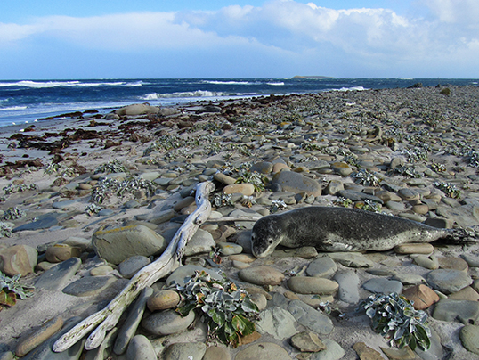 Juvenile leopard seal