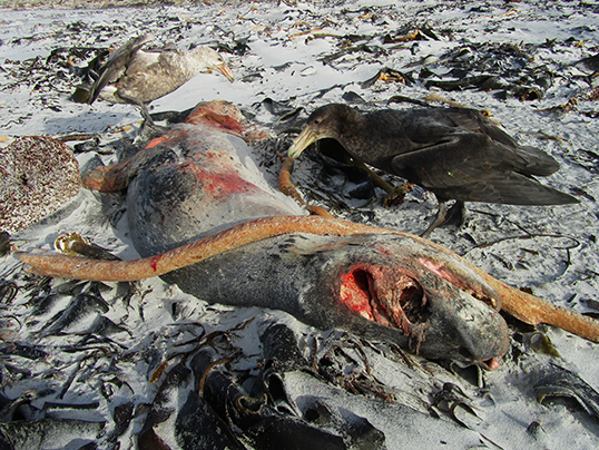 Adult leopard seal carcass