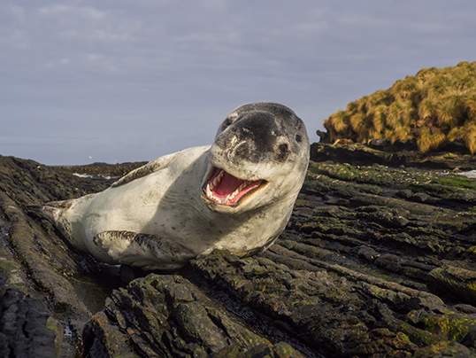 Female leopard seal