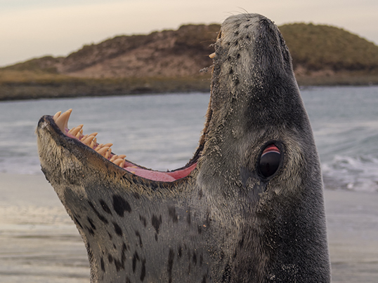 Leopard seal teeth