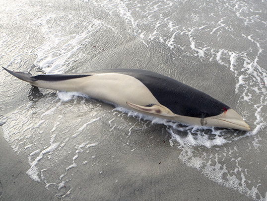 Southern right whale dolphin