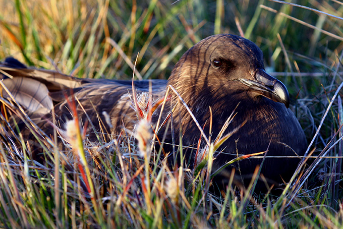 Skua on the nest