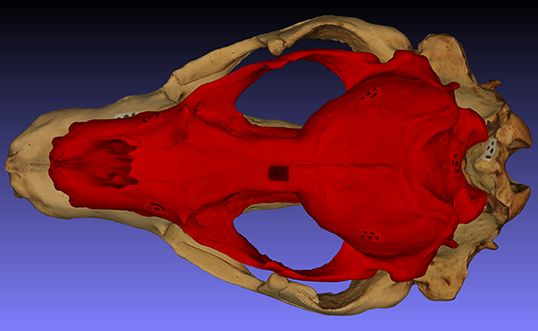 Leopard seal skull, male and female, top