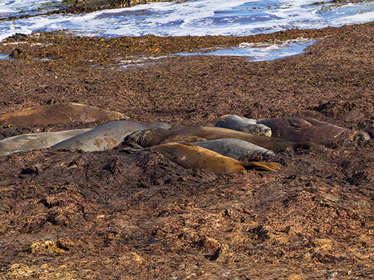 Moulters in the kelp